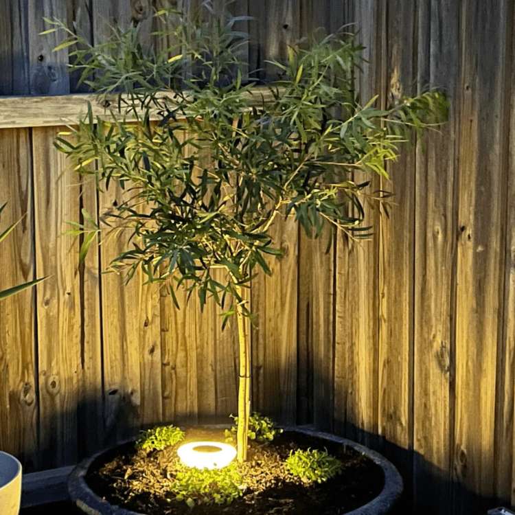 Solar Garden Lights - Stainless Steel Outdoor Pathway Lighting